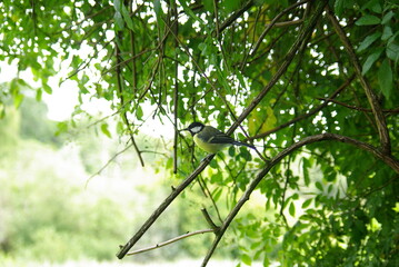 Great/Coal Tit Perched on a Slanted Branch Under a Canope of leaves on a sunny day © Tom The Photographer