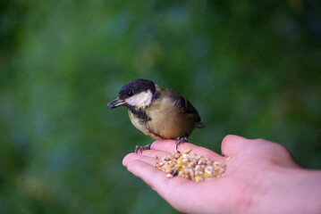 Great/Coal Tit perched on a hand eating food © Tom The Photographer