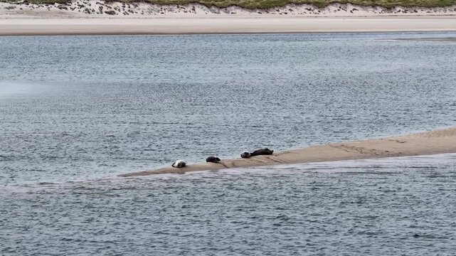 Seals resting in Gweebarra bay by Portnoo - County Donegal, Ireland