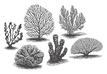 Coral Reef Vector Illustration with Various Coral Species © Batter stock