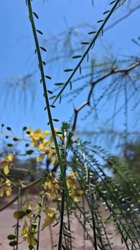 Yellow Mexican Palo Verde Flowers Blooming on Spiny Green Branches