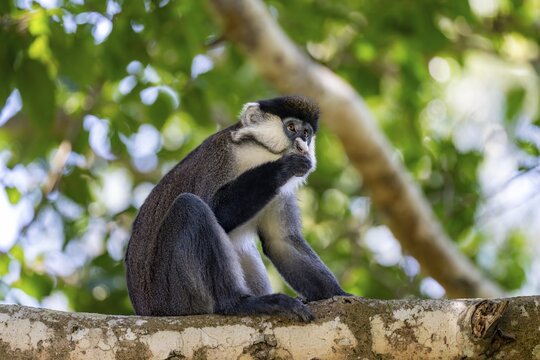 Red-tailed guenon or Congo white-nosed guenon (Cercopithecus ascanius schmidti), sitting on a tree, eating a fruit, Bigodi, Western Region, Uganda