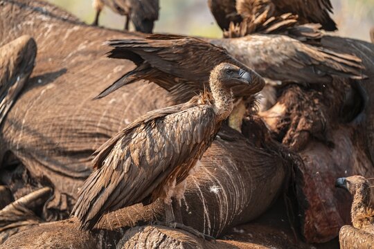Many white-backed vultures (Gyps africanus), vultures feeding on the carcass of an elephant, macabre scavengers, Ihaha, Chobe National Park, Botswana