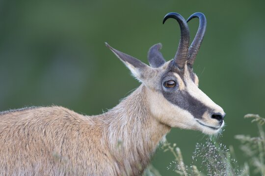 Chamois (Rupicapra rupicapra), Vosges, Alsace-Lorraine, France