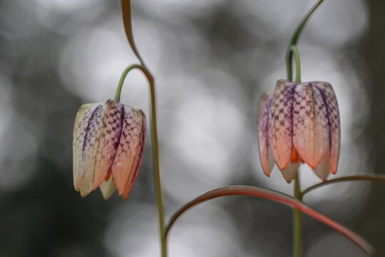 Snake's Head Fritillary (Fritillaria meleagris), Emsland, Lower Saxony, Germany