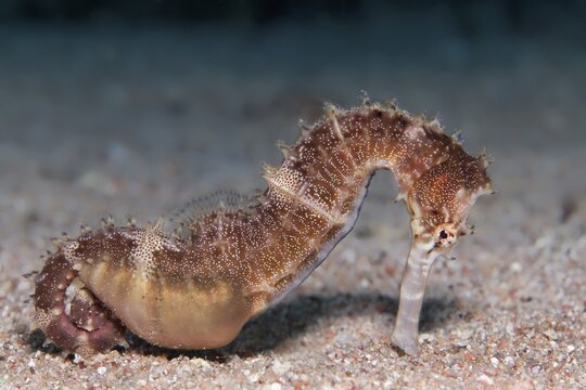 Spiny Seahorse (Hippocampus histrix) on sandy ground, brown, Red Sea, Jordan