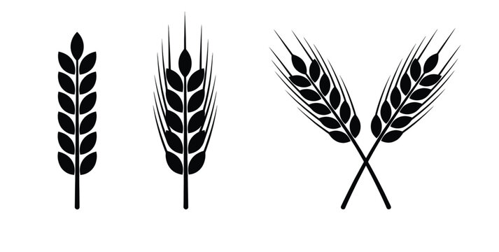 wheat ears vector