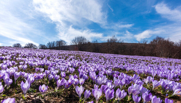 spring in the field