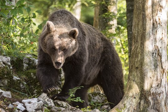 European brown bear (Ursus arctos arctos) in forest, in the wild, Notranjska region, Dinaric Alps, Slovenia
