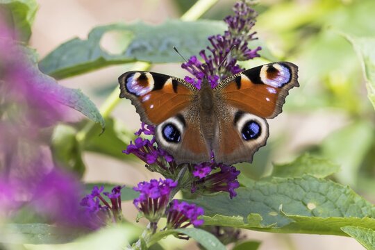 European peacock (Aglais io) on summer lilac, Hesse, Germany
