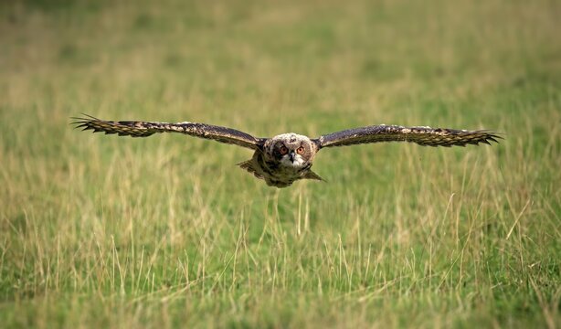 Eurasian eagle-owl (Bubo bubo) adult, flying over meadow, Pelm, Kasselburg, Eifel, Germany