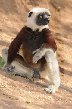 Coquerel's Sifaka (Propithecus coquereli), Madagascar, Africa