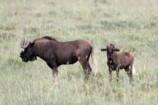 White-tailed wildebeest (Connochaetes gnou), adult, female, mother, young, alert, Mountain Zebra National Park, Eastern Cape, South Africa