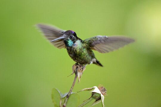 Magnificent hummingbird (Eugene fulgens), San Gerardo de Dota, Costa Rica, Central America