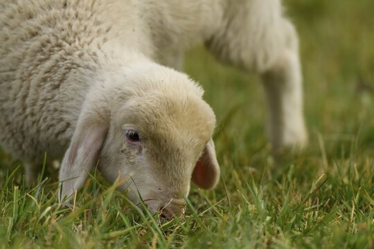 Young animal, domestic sheep (Ovis gmelini aries) on green meadow, Naturns, South Tyrol, Italy