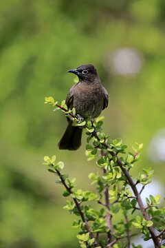 Cape Bulbul (Pycnonotus capensis), adult, Addo Elephant National Park, Eastern Cape, South Africa