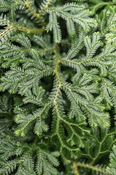 Moss, detail view, green leaves, Botanical Garden Berlin, Berlin, Germany