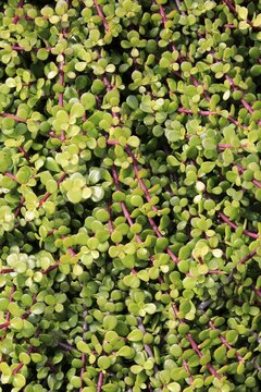 Bacon tree, jade tree, elephant tree, (Portulacaria afra), leaves, Kirstenbosch Botanical Garden, Cape Town, South Africa, Africa