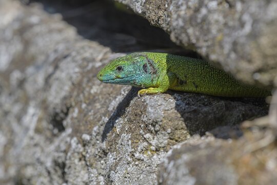 Western green lizard (Lacerta bilineata), sunbathing on a dry stone wall, tick infestation, T&uuml;bingen, Baden-W&uuml;rttemberg, Germany
