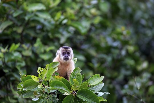 Tufted capuchin (Cebus apella), young monkey in a tree, Pantanal, Mato Grosso, Brazil