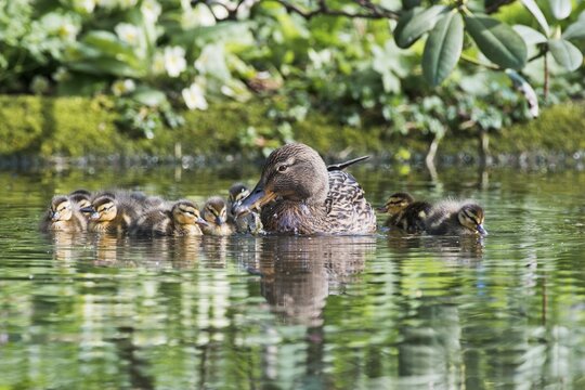 Mallard (Anas platyrhynchos), with chicks, Emsland, Lower Saxony, Germany