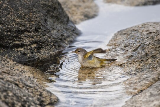American Yellow Warbler (Dendroica petechia aureola), Gal&aacute;pagos