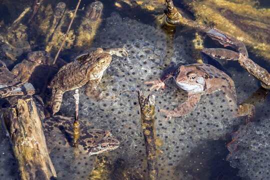 Three common toads (Bufo bufo) sitting in the water on spawn, moor pond, Oberstdorf, Oberallg&auml;u, Allg&auml;u, Bavaria, Germany