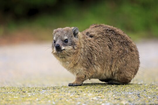 Rock Hyrax (Procavia capensis), young, Betty's Bay, Western Cape, South Africa