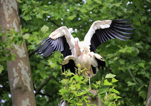 White stork (Ciconia ciconia), animal couple on tree, mating, Baden-W&uuml;rttemberg, Germany