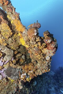 Anchor thickly encrusted with various sponges, tugboat, wreck, shipwreck, Virgen de Altagracia, Caribbean Sea near Playa St. Lucia, Camag&uuml;ey Province, Caribbean, Cuba