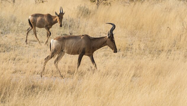 Hartebeests (Alcelaphus buselaphus), Etosha National Park, Namibia