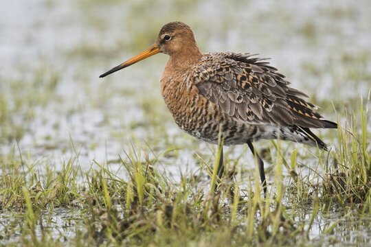 Black-tailed godwit (Limosa limosa), in shallow water, bank area, Lower Saxony, Germany