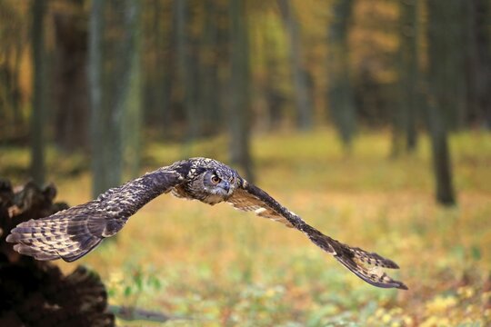 Eurasian eagle-owl (Bubo bubo), adult, flies over forest ground, Slovakia