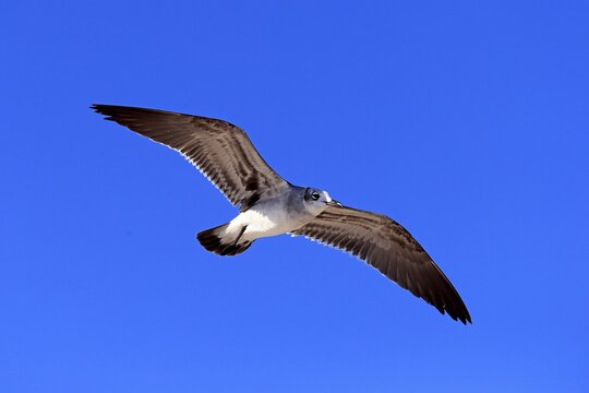 Laughing Gull (Larus atricilla), flying, Sanibel Island, Florida, USA