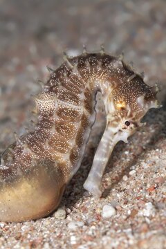 Spiny Seahorse (Hippocampus histrix) on sandy ground, brown, Red Sea, Jordan