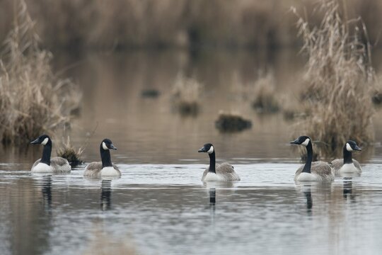 Canada geese (Branta canadensis), Baden-W&uuml;rttemberg, Germany