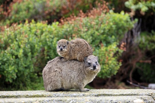 Rock Hyrax (Procavia capensis) adult female with young on back, social behavior, Betty's Bay, Western Cape, South Africa