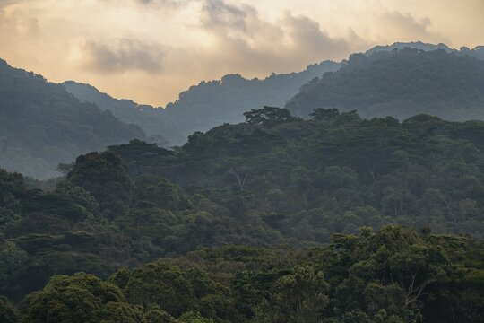 Hill with thick mountain rain forest, dramatic sky with rain clouds at sunset, Bwindi Impenetrable Forest National Park, Rushaga, Uganda