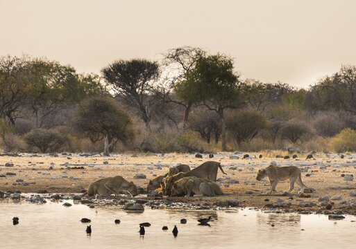 Pride of lions (Panthera leo) drinking at the Klein Namutoni waterhole, Etosha National Park, Namibia