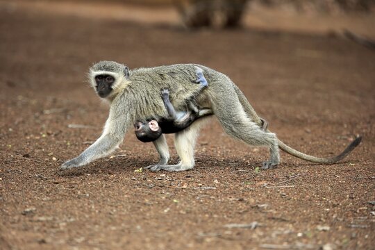 Vervet monkey (Chlorocebus pygerythrus), adult female, carries young, walking, social behaviour, Kruger National Park, South Africa