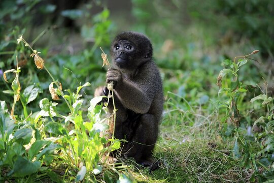 Brown woolly monkey (Lagothrix lagotricha), young animal eating, captive