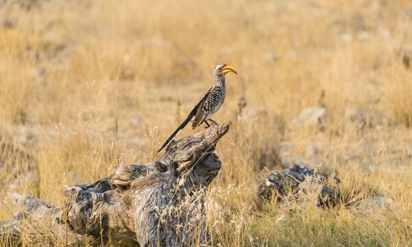 Southern Yellow-billed Hornbill (Tockus leucomelas) perched on an old tree stump, Etosha National Park, Namibia
