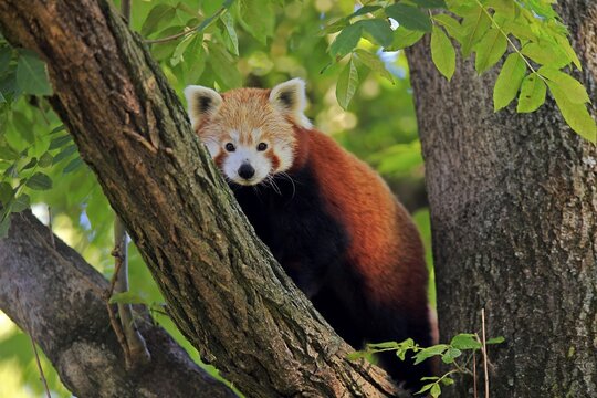 Western lesser panda, (Ailurus fulgens), adult, on tree, alert, captive, Himalaya, Central Asia