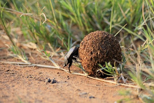 Dung beetle, sacred pill bug (Scarabaeus sacer), adult, rolling dung ball, elephant dung, for egg laying, Pilanesberg National Park, North West Province, South Africa