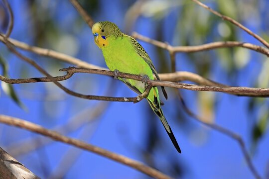 Budgie (Melopsittacus undulatus), adult male aut Warte, Mount Lofty, South Australia, Australia