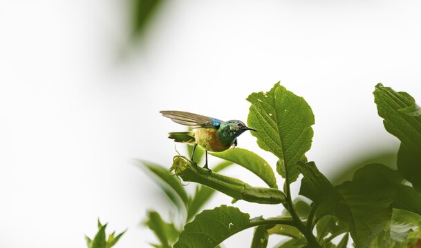 Olive-bellied Sunbird (Cinnyris chloropygius), male sitting on a leaf, Mgahinga Gorilla National Park, Western Region, Uganda