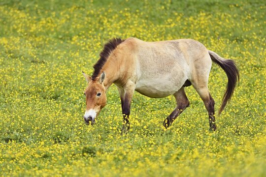 Przewalski's horse (Equus ferus przewalskii), mare on field of flowering buttercup (Ranunculus), running, captive, Switzerland