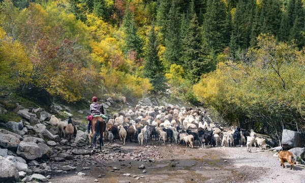 Riders driving a large flock of sheep on the road, Karkyra valley, T&uuml;p rayon, Kyrgyzstan