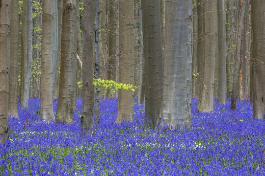Blue flowering bluebells (Hyacinthoides non-scripta) in the copper beech (Fagus sylvatica) forest, Hallerbos, near Halle, province of Flemish Brabant, Belgium