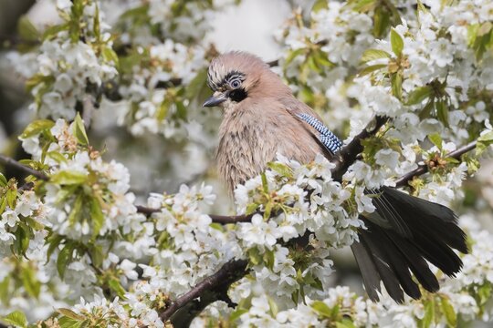 Eurasian jay (Garrulus glandarius) sitting on branch of a flowering cherry tree, Hesse, Germany